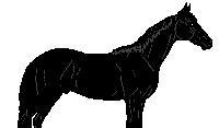 Horse Body