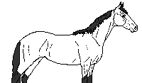 Horse Body